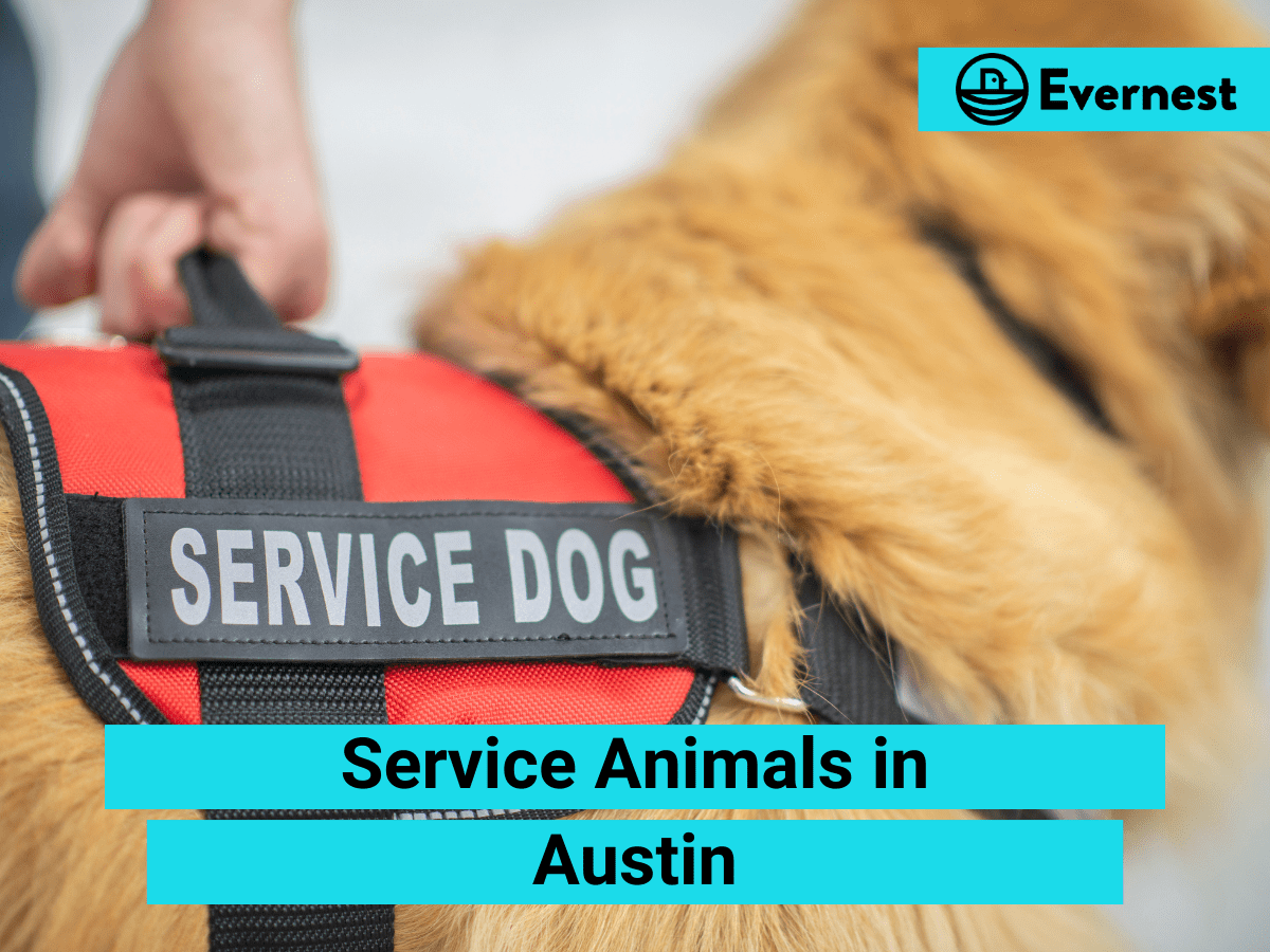 Service Animals: Everything Landlords Need to Know in Austin, Texas